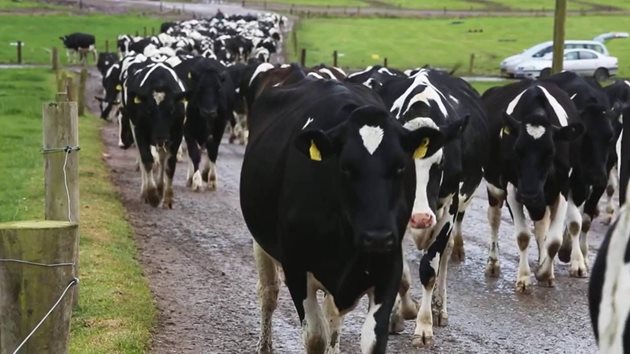 В семейната ферма Green Hills Dairies се отглеждат 1500 крави, 1000 от които - дойни Снимка: YouTube