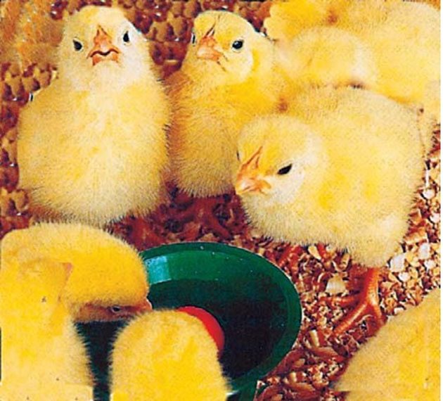 Температурният режим е от голямо значение за новоизлюпените пилета