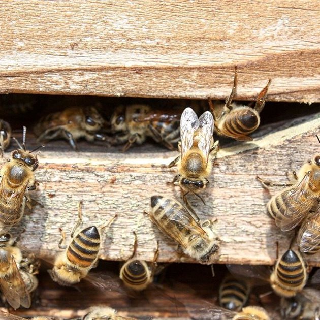 При облитането пчелите изхвърлят обикновено 60 - 70% от фекалното съдържание, което вече ги поставя в свръхоблекчен режим.
