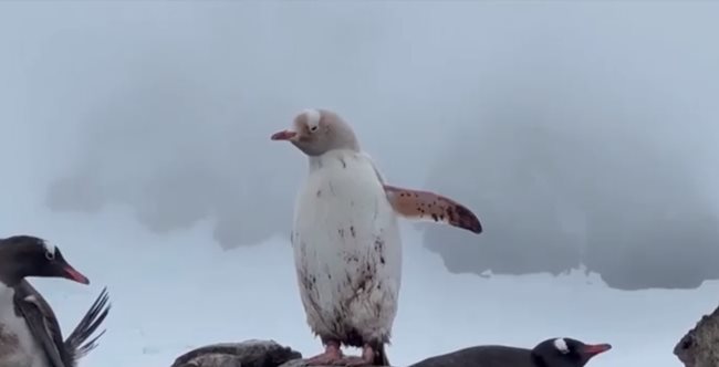 Бял пингвин е бил заснет в Антарктида 
Снимка: Ройтерс