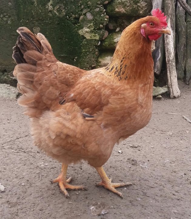 Една от кокошките на Антина Георгиева, които снасят не само едри, но и цветни яйца