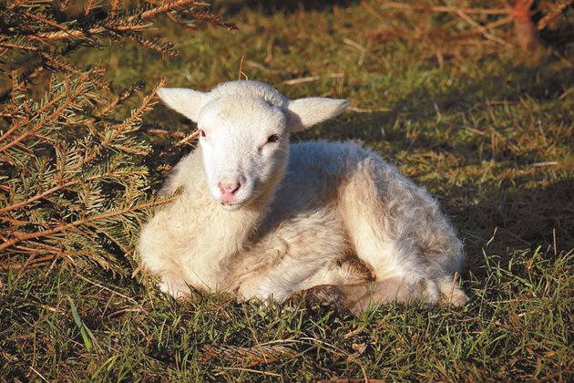 Заболяването на мускулите на овцете засяга най-често младите животни - агнета на възраст между 3 и 5 месеца.