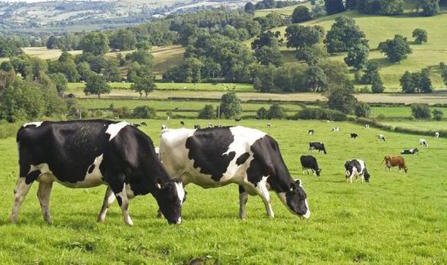 За да нямат проблеми при отелаването стопаните трябва да осигурят на бременните крави достатъчно движение и добре балансирано хранене