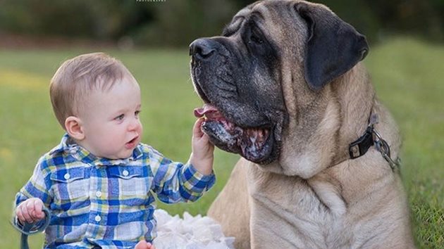 Тези огромни кучета се отнасят много търпеливо с деца