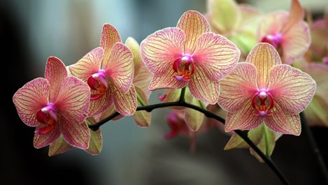 7 съвета за красива орхидея