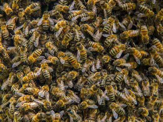 Ще има индивидуално подпомагане за отровените с глюкозан пчели