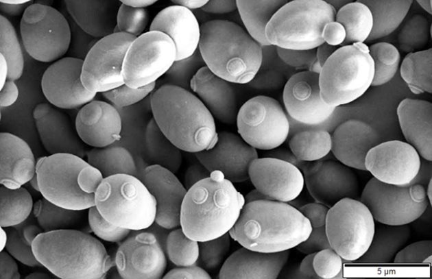Saccharomyces cerevisiae Снимка: Уикипедия