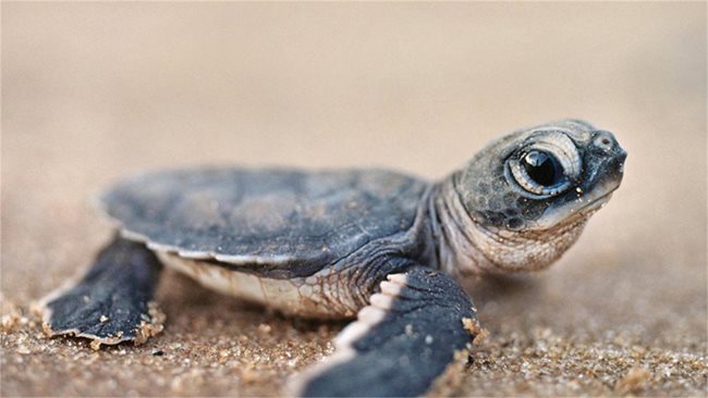 Наскоро излюпено костенурче още не е сигурно дали иска във водата, или на сушата.