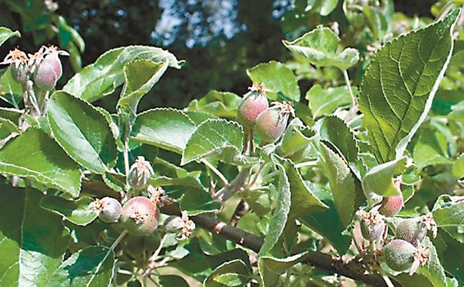 Освен естественото опадване на плодовете, т.. нар. юнско опадване на завръзите, може да се направи и изкуствено прореждане. Целта е останалите на дървото плодове да станат едри и по-качествени.