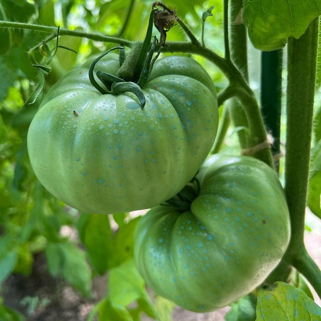 Големите домати на Катето Евро