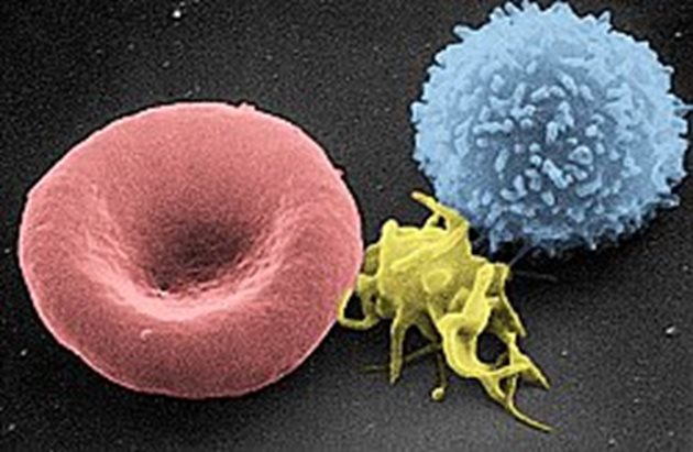 Т-клетка (вдясно), тромбоцит (в средата) и еритроцит