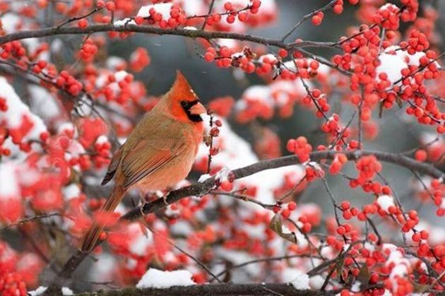 Е, да, северният кардинал не е разпространен у нас, просто е на мода сега. Но затова пък ние си имаме врабчета, синигери, червеношийки, сойки, чинки, кълвачи и още много птички, които не му отстъпват по красота, а ние можем да ги нахраним през зимата.