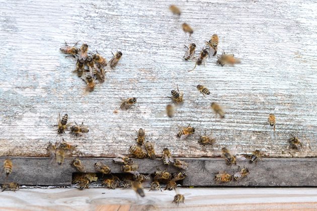 Обикновено в края на януари и февруари майките в някой семейства започват да снасят яйца. Сега пчелите са принудени да поддържат в центъра на кълбото температуратура до 35 градуса.