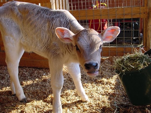 След 2-седмична възраст телетата могат да приемат твърда храна - концентрат, сено или силаж