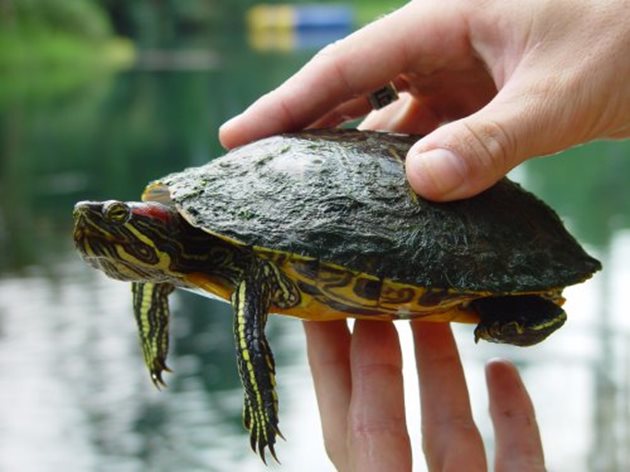 Добре гледаната костенурка може да живее от 20 до 40-годишна възраст