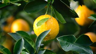 Необичайните употреби на лимонените кори в домакинството