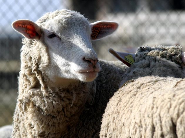 Овцата Доли е първото клонирано млекопитаещо.