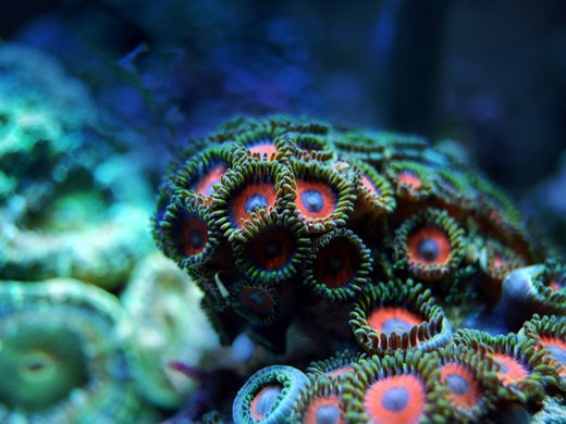 Коралите са способни да се възстановят напълно след избелване