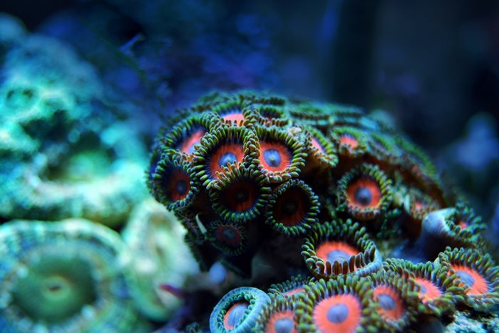 Корали. СНИМКА: Пиксабей