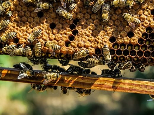 Българските пчелари държат пето място по брой кошери в ЕС