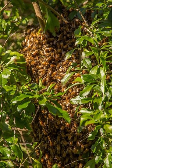 Разлетелите се роеви пчели се събират около пчелната майка във форма на плътно кълбо или грозд.
Внимание! Това е подходящият момент, в който роят трябва да се хване и да се засели в предварително подготвен кошер.