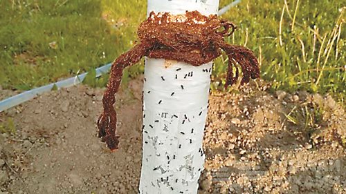 Ефективно средство срещу мравки в двора