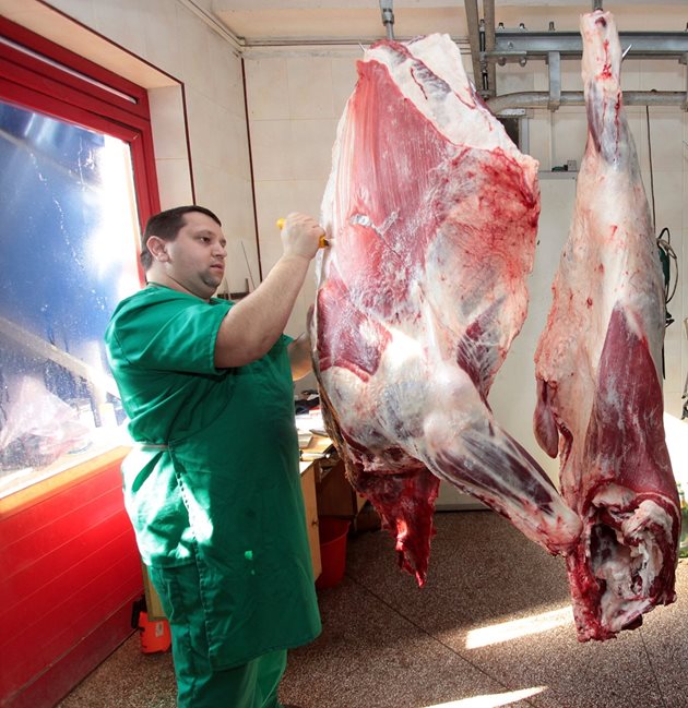 Въпреки че през последните няколко години у нас доста добре се развива месодайното говедовъдство, говеждото ни, добито в кланици, също не задоволява, и то в много голям процент, нуждите от такъв вид месо.
Снимка: Андрей Белоконски