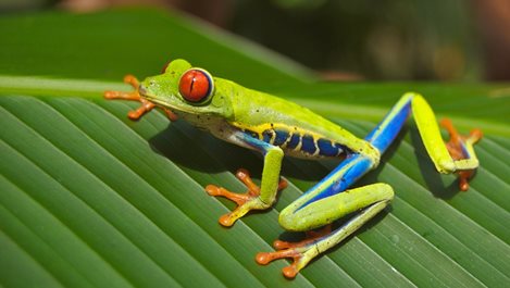„Изяж жабата” - полезна техника за успеваемост, вдъхновена от Марк Твен