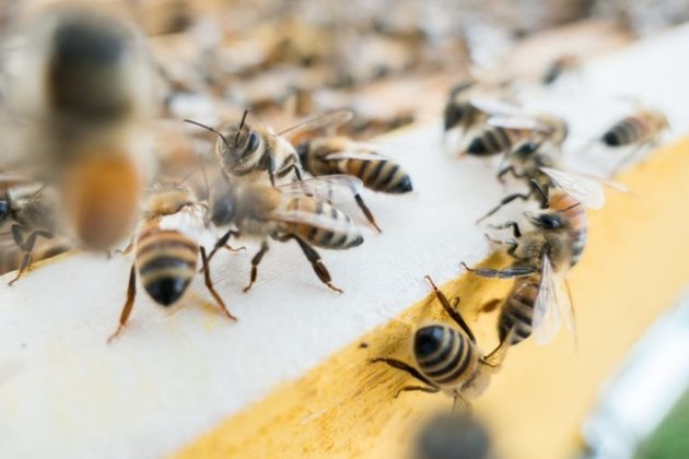 Вече е одобрена петата Национална програма по пчеларство за периода (НПП) 2020-2022 г. Бюджетът за всяка от трите години на изпълнението й е в размер на 6 400 000 лв. В разработването й са участвали представители на браншовите организации в пчеларския сектор.