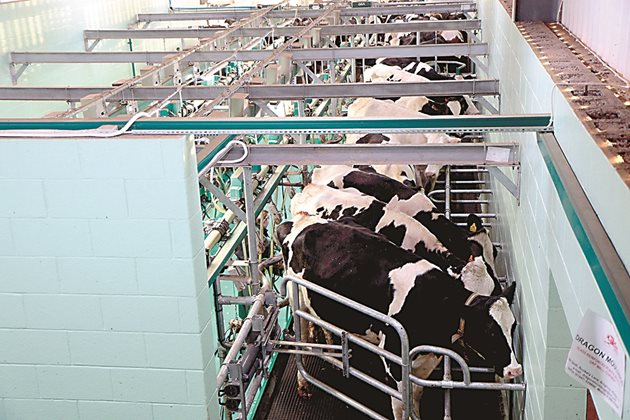 Правилното доене на кравите е от първостепенно значение за хигиената на млякото