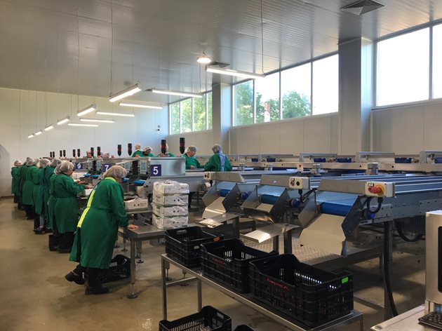 Квалифицирани работници извършват нужните операции на линията за сортиране и калибриране на череши