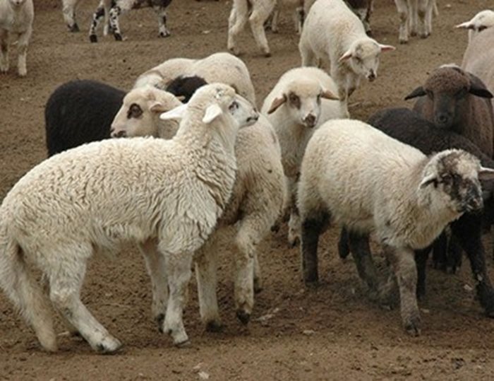 Овцевъдите в страната се оплакват и от трудното намиране на работна ръка  Снимка : Архив