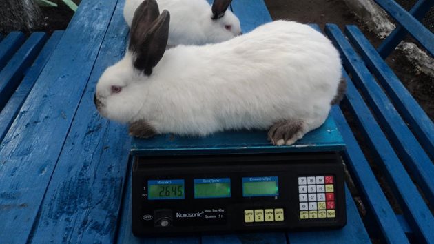 На 6-7-месечна възраст калифорнийските зайци достигат 4,5-5 кг