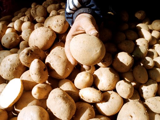 Продават картофи от Германия за български