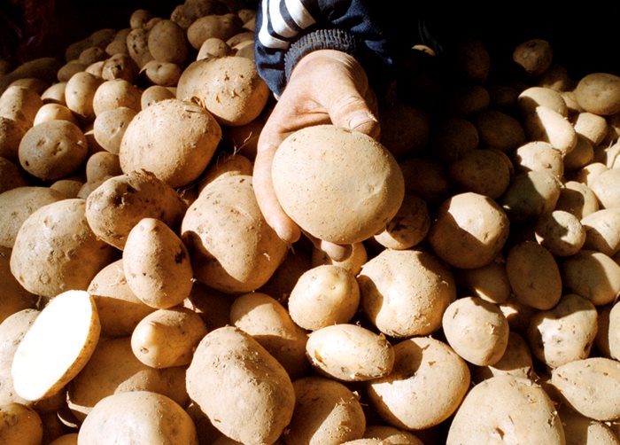 Картофи от Германия се продавали като български и подбивали цените, твърдят български производители.