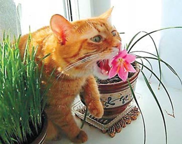 Възможно е да видите как котката ви яде с наслада цветовете на любимите ви растения. Затова е добре да отглеждате зелена трева близо до прозорец, където тя ще може спокойно да си хапва от нея. Бъдете сигурни, че бързо ще я открие и веднага ще спрат набезите върху останалите стайни растения.