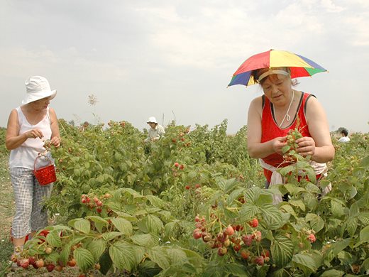 Вече сме държава на картофите и черешите