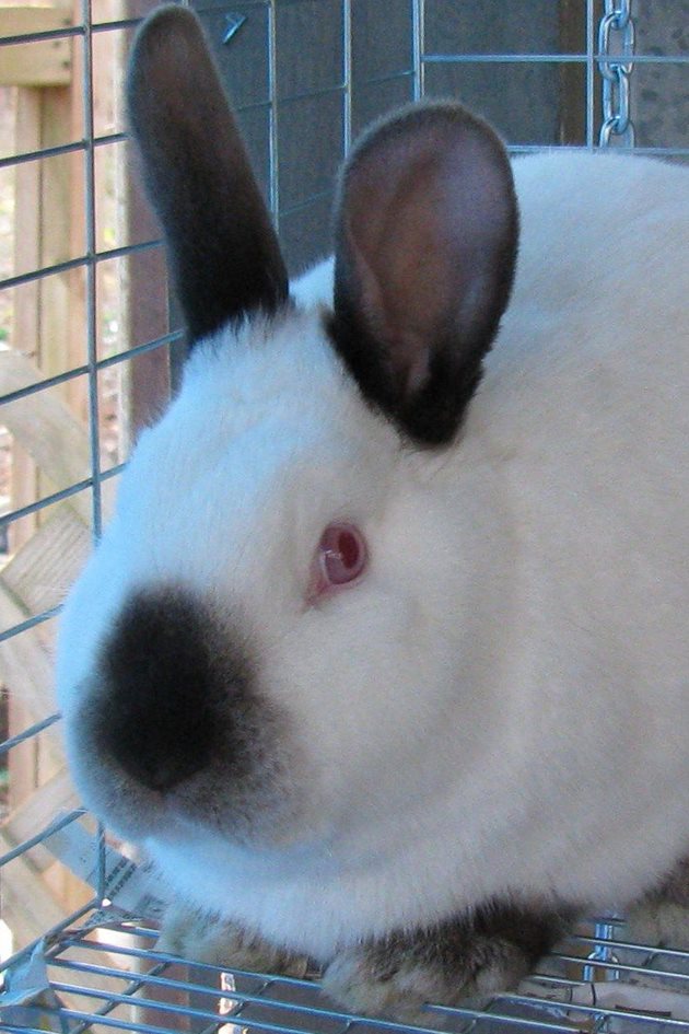 Благодарение на това, че лапите им са покрити с дебела козина, калифорнийските зайци може да се отглеждат в клетки с мрежест под