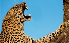 Леопардът (уникални снимки)