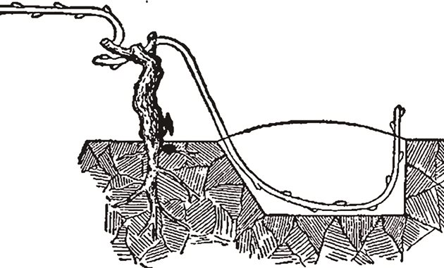 Нови лози в старо лозе лесно могат да се засадят чрез отводи