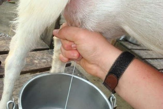 Правилното доене на козата е гаранция за висока млечност