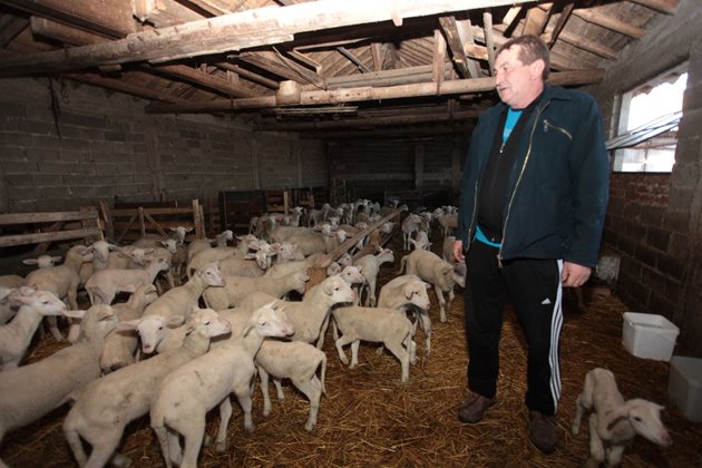 Фермерът Васил Вазов изчисли печалбата на изкупвача при купуване на 20-килограмово агне на най-ниската цена от 5 лв./кг живо тегло. Тя е 37-38 лв. от агне.