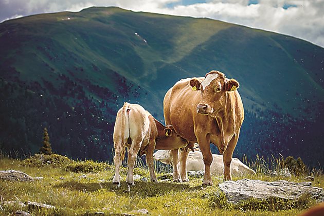 Издръжливостта на телетата и тяхното здраве са в пряка зависимост от концентрацията на магнезий в коластрата и съдържанието му в храната на бременните сухостойни крави