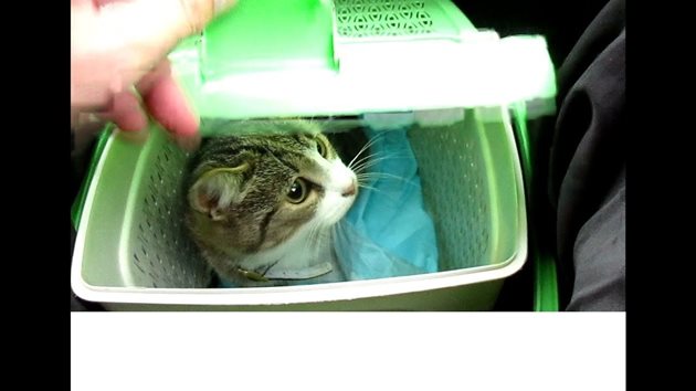 Осигурете на котката удобна транспортна чанта за пътуването
