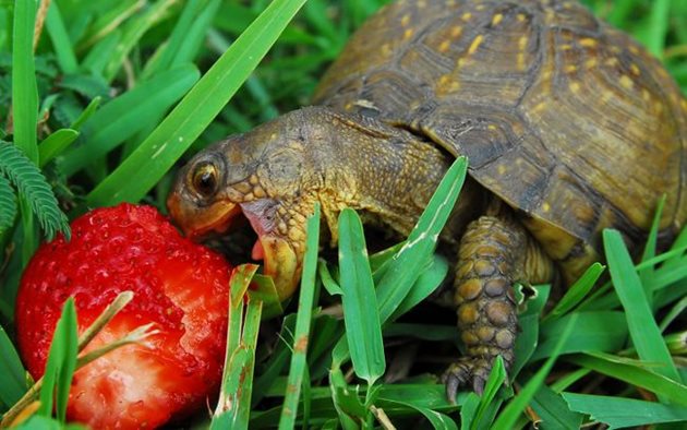 Костенурките ядат с голямо удоволствие горски плодове. Сред любимите им храни са ягодите.