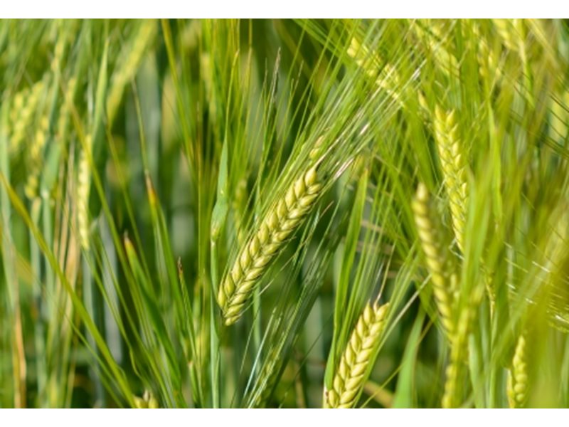 Родни базови семена от пшеница на пазара у нас | Агробизнес ...