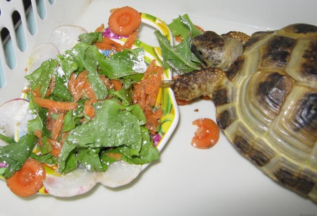 Правилното хранене гарантира доброто здраве на костенурката