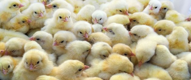 Пилетата бройлери са особено чувствителни към редица недоимъчни състояния, от които най-голямо значение има недостигът на селен и витамин Е