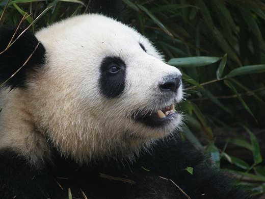 Откриха нов вид панда, обитавала България преди около 6 млн. години