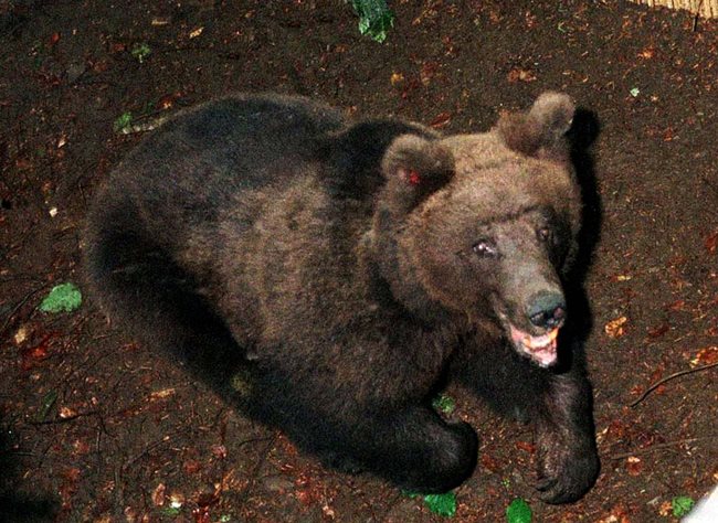 Феновете ще трябва да внимават за мечки в Русия